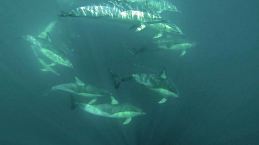 Common dolphins in a stunning display