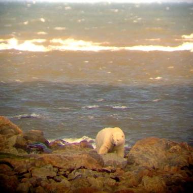 Polar bear wanders from the sea in the Canadian Arcitic