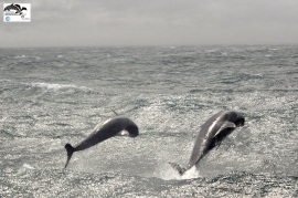 We were just about to turn back due to bad whether, when a playful pod ambushed us!