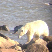 Female polar bear in Canada