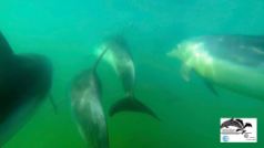 Photograph taken using GoPro during a dolphin survey in New Zealand